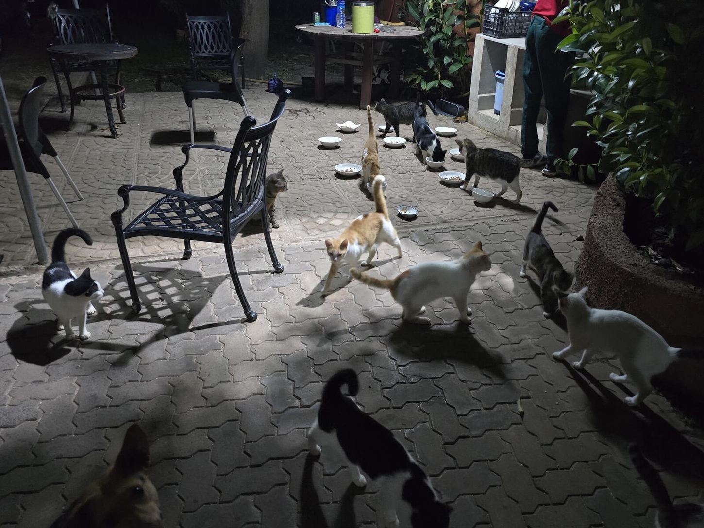 The Cat Cafe at Luigi's Complex